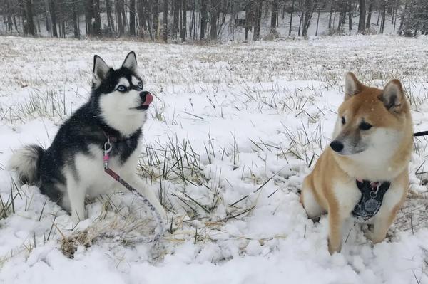 Capitol Paws Pet Services