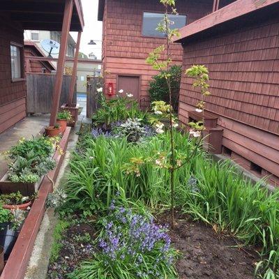 Henry's Solar Powered Landscape Maintenance