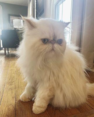 Animal Eye Consultants