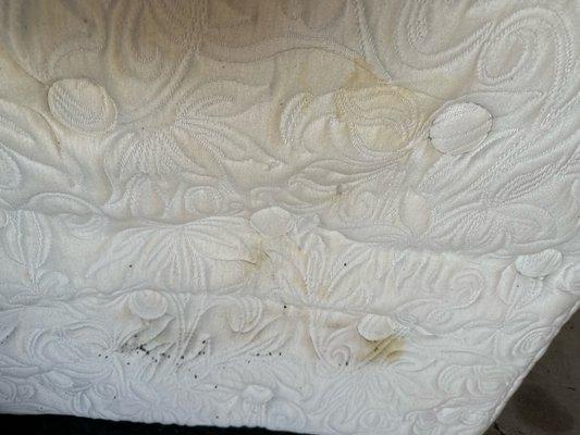 Rat poop, rat piss and water damage