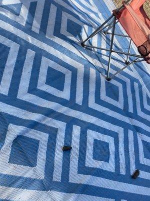 One of the owners took it upon themselves to throw dog feces to our front door