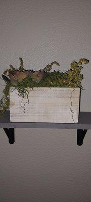 Succulent plant that I have been taking care of since January.