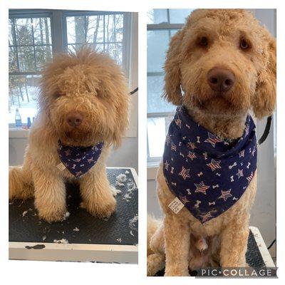 Dogs Galore Grooming