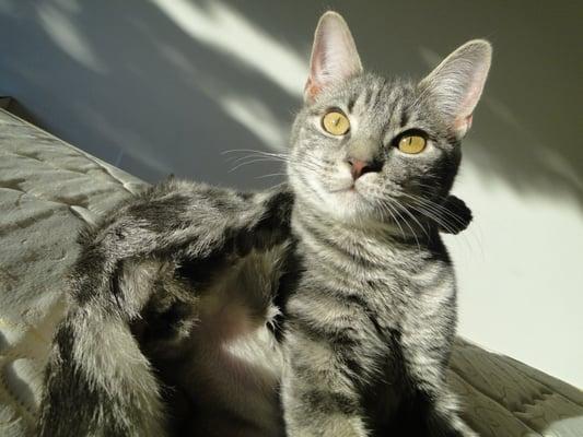 Animal Holistic Care