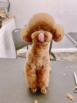 Cody & Miley Pet Grooming