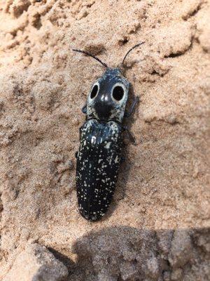 Stoner Avenue Skate Plaza