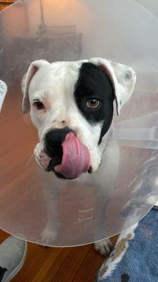 She was recently spayed and made a full and uneventful recovery. Thank you SA Wellness Clinic.