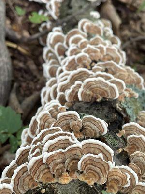 Morgan-Monroe State Forest