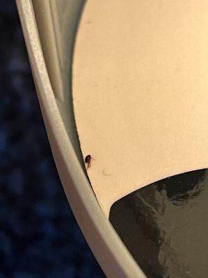 Charisma Property Management