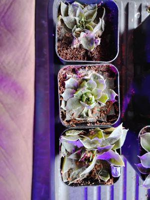 Mountain Crest Gardens