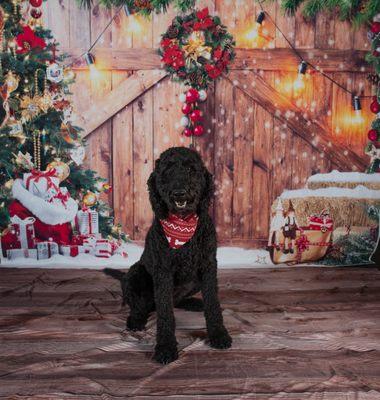 Positive Changes Dog Training