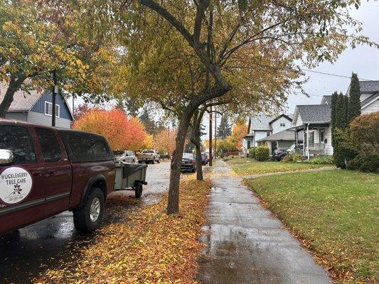 Huckleberry Tree Care