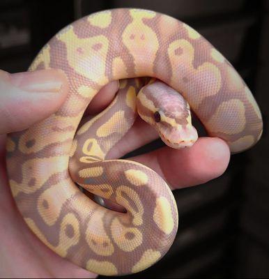 My youngest of (3) ball python that I own. Her name is Hekate, and she is a Banana Pastel.
