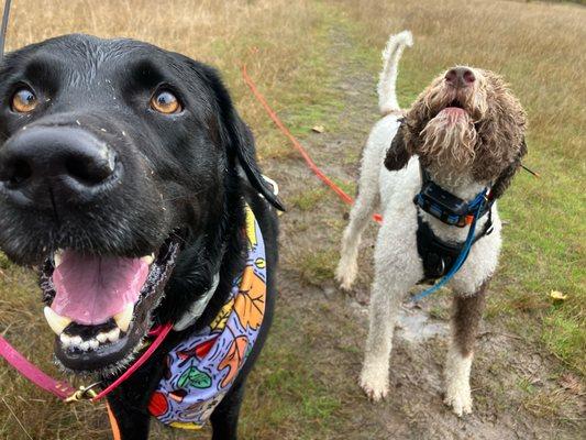 Dog Adventures Northwest