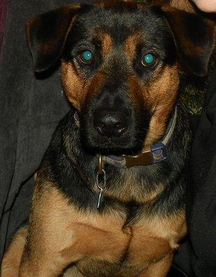 Leslie Animal Clinic