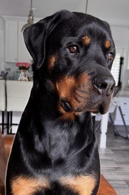 Altadena Pet Hospital