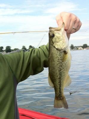 Small mouth bass