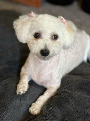 Multipoo puppy cut - so cute!