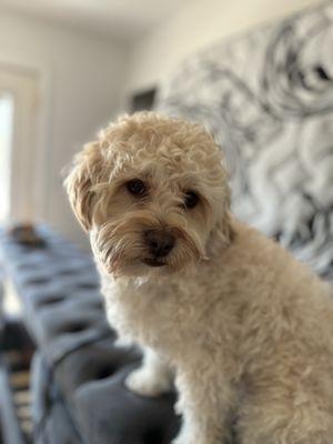 A spotless home free of pet hair, with the homeowner's dog, Charming, featured in the image.