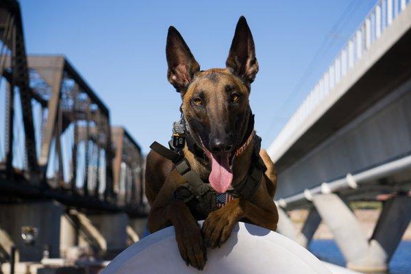 Dog Training Elite Fort Worth