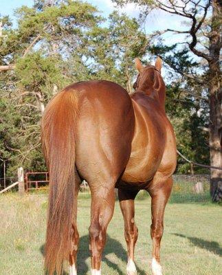 AQHA Stallion, First Down Favre