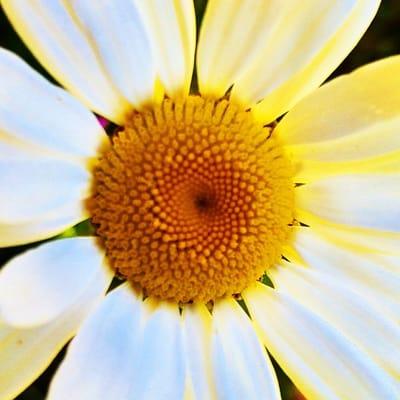Fields of wild daisies...