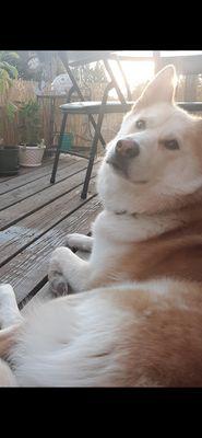 Cedar Ridge Veterinary