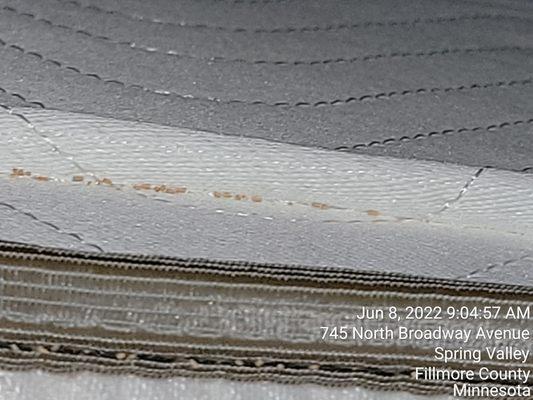 Eggs in seams of mattress.