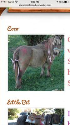 Star Ponies for Parties