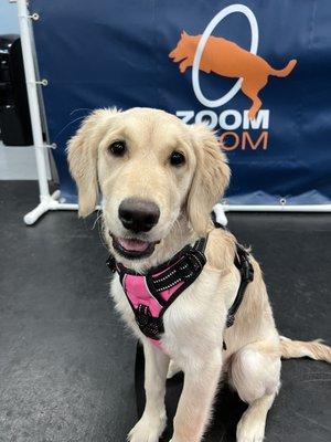Zoom Room