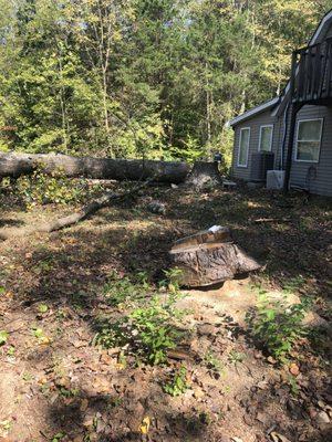 New Edens tree service and landscaping