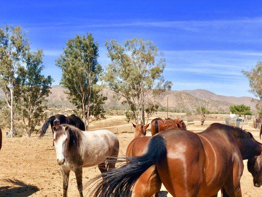 Villa Chardonnay Horses With Wings