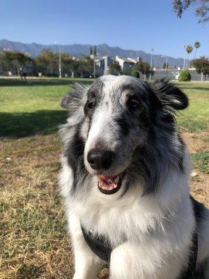 My dog Frankie loves walking in Grant Park.