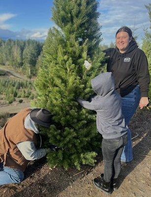 11 footer - the perfect tree!