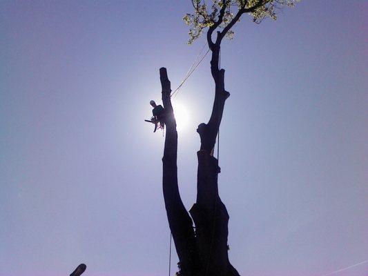 S & S Tree Service & Equipment