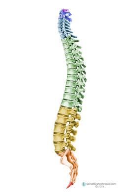 Spinal Flow looks at the spine in 7 gateways. We find physical and emotional blockages in these 7 gateways.
