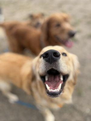 Bark Around The Block