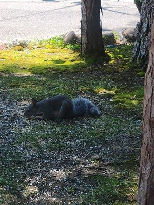 Southern Yosemite Mountain Guides
