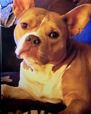 Cherry Capital Mobile Pet Hospital