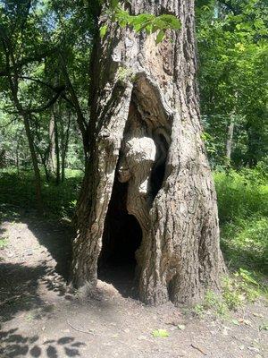 The Woman in the Tree