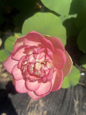 how you feel after visiting Dr Bennis