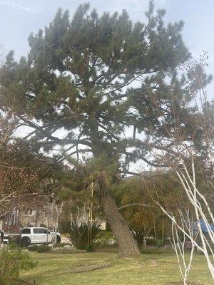 Anderson Tree Experts