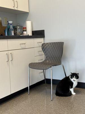 Independence Pet Hospital