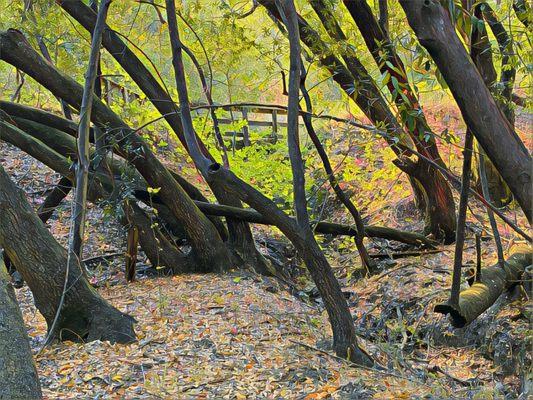 Loma Alta Open Space Preserve