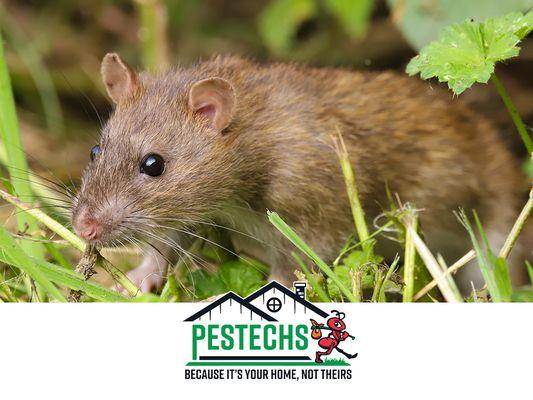 Pestechs Pest Control