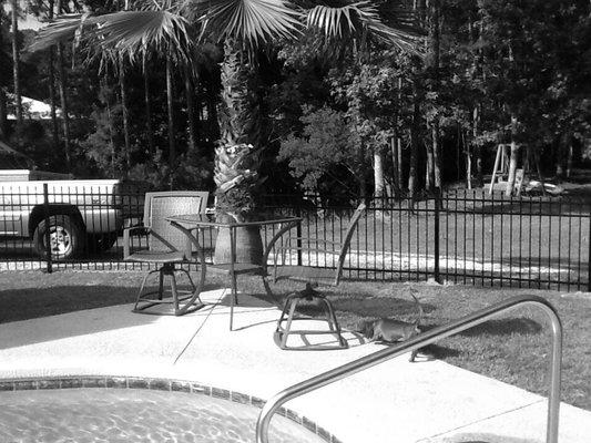 Fence around my pool!