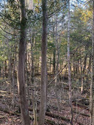 Organic Parasite Services