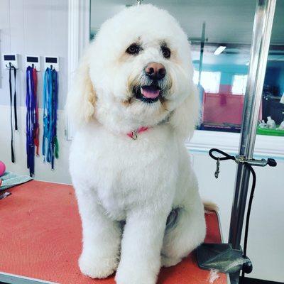 Harbor Paws Grooming