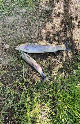 One pan size and one lunker