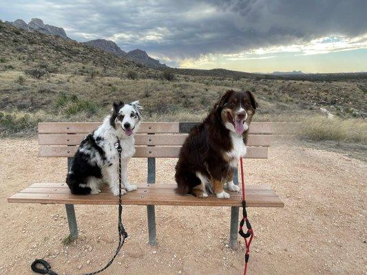 Granite Mountain Dog Training